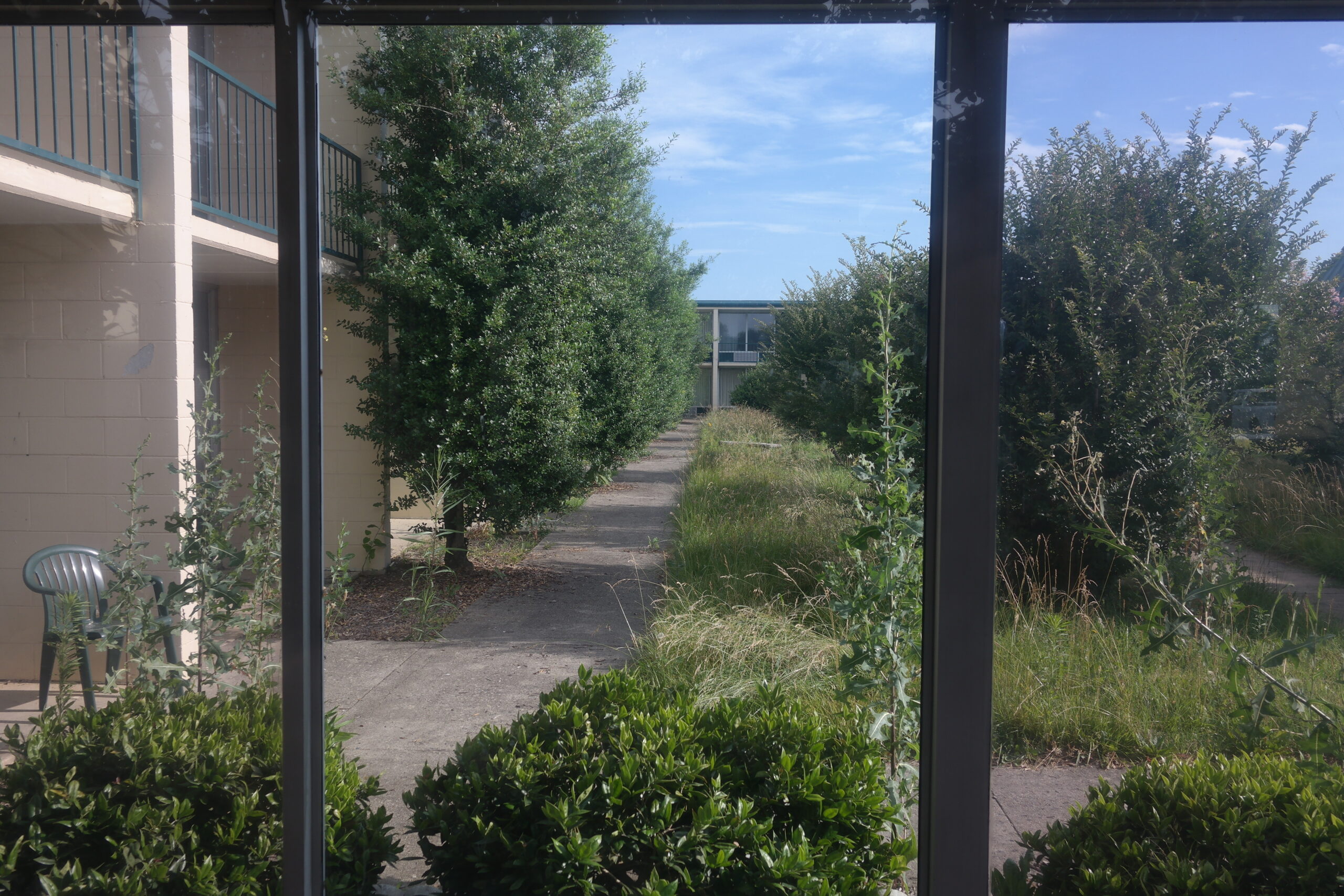 Overgrown courtyard